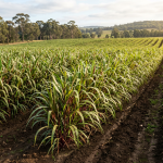 Rows of green crops in a sunlit rural field with trees and farm sheds